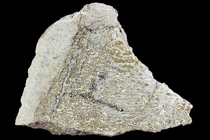 Polished Dinosaur Bone (Gembone) Section - Morocco #107098